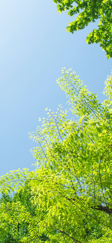 Refreshing green leaves