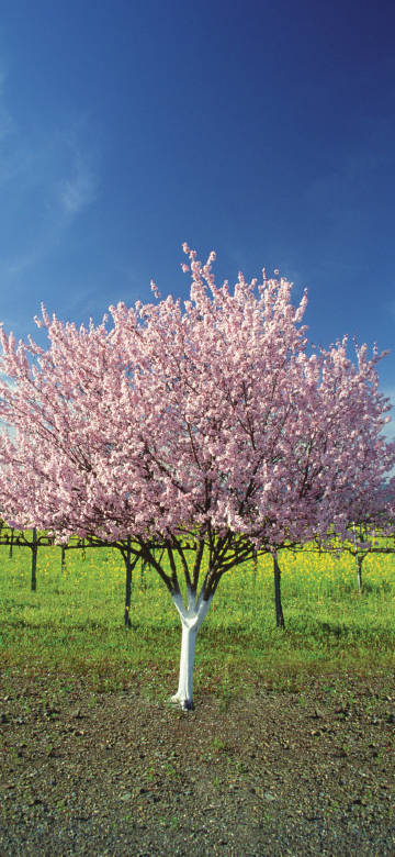 Cherry blossom tree in full bloom