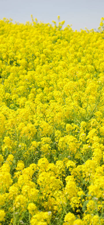 Golden Rapeseed Field
