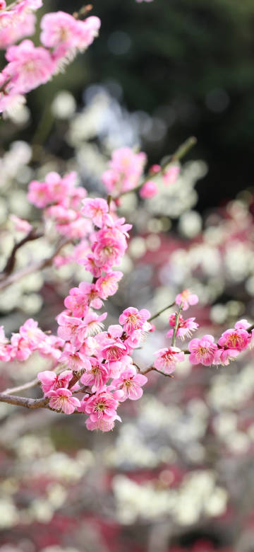 Spring pink plum blossom branches