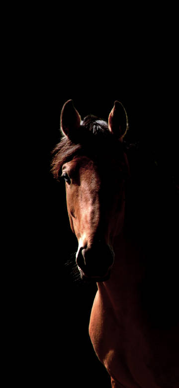 Horse in the Dark