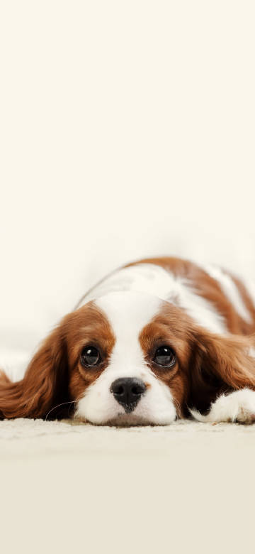 Puppy gazing