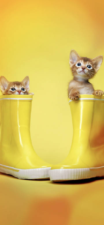 Kittens in Rain Boots