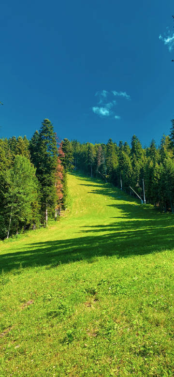 Lush green hillside meadows