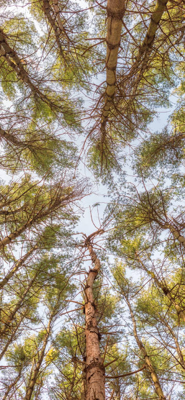 Looking up at the lush branches and leaves
