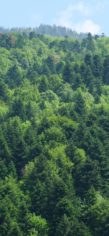 Lush green mountain forests