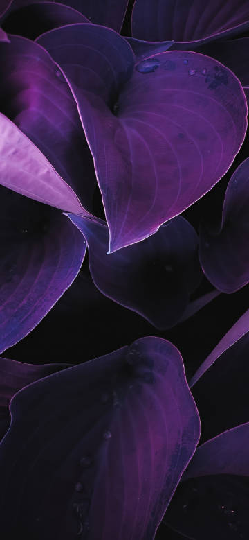 Mysterious Purple Leaves