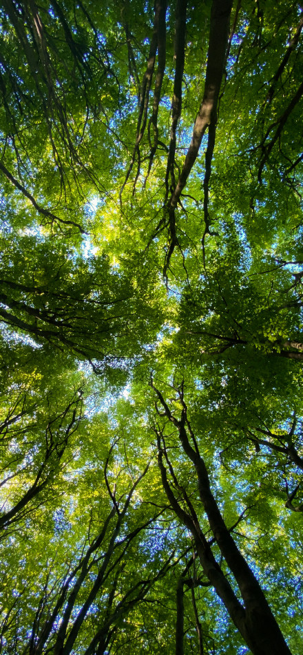 Look up at the green branches