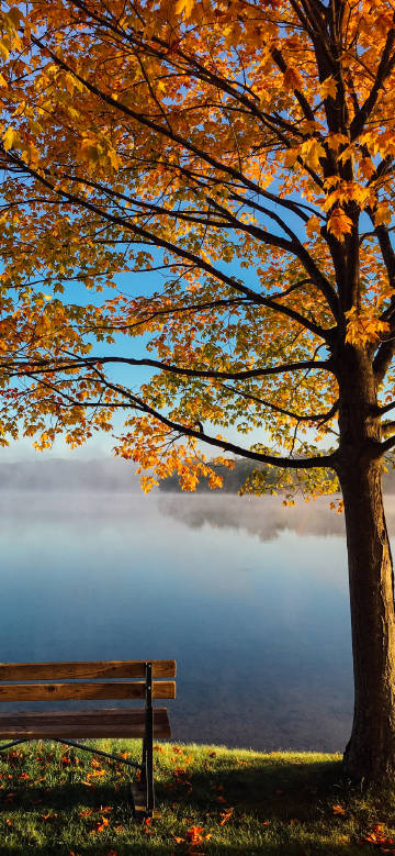 Beautiful scenery of maple trees by the lake