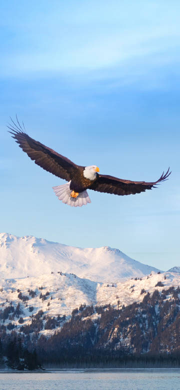 An eagle on the wing in the sky.
