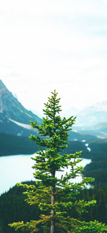 A tall pine tree