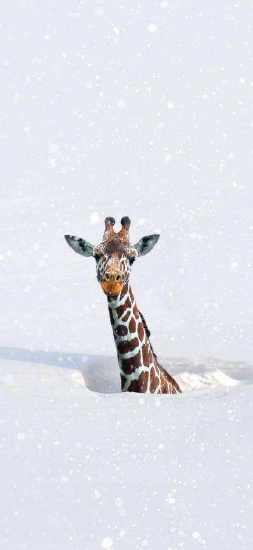Giraffe on snowy ground