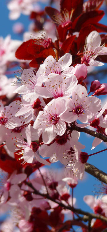 Charming Pink and Red Flowers