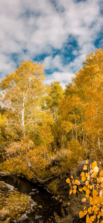 Scene of Autumn Forest and Stream