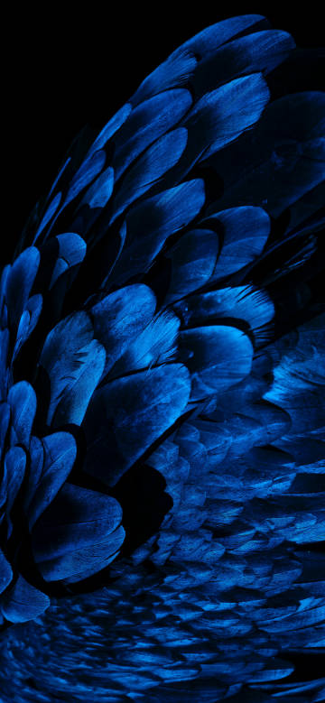Mysterious Blue Feathers