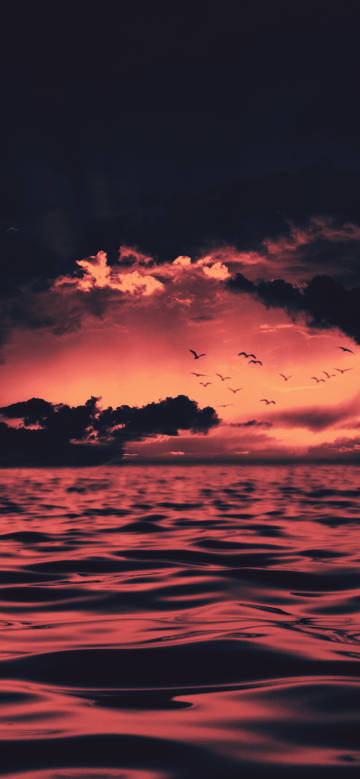 A flock of birds on the ocean at sunset