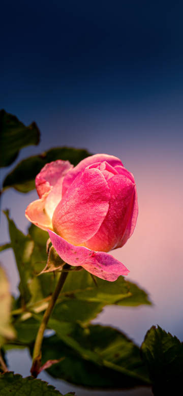 Pink Roses in Bloom