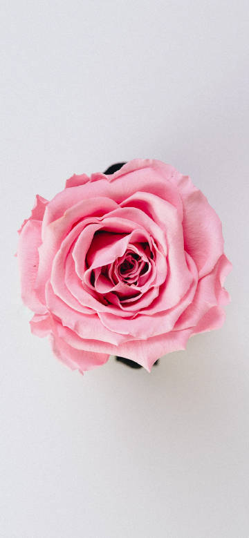 Exquisite Pink Rose