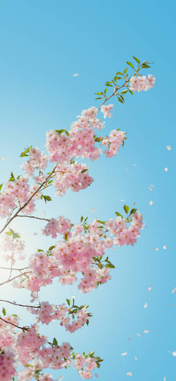 Cherry Blossoms Blooming in Spring