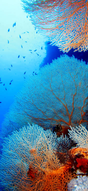 Colorful Coral in the Seabed Colorful Coral in the Seabed