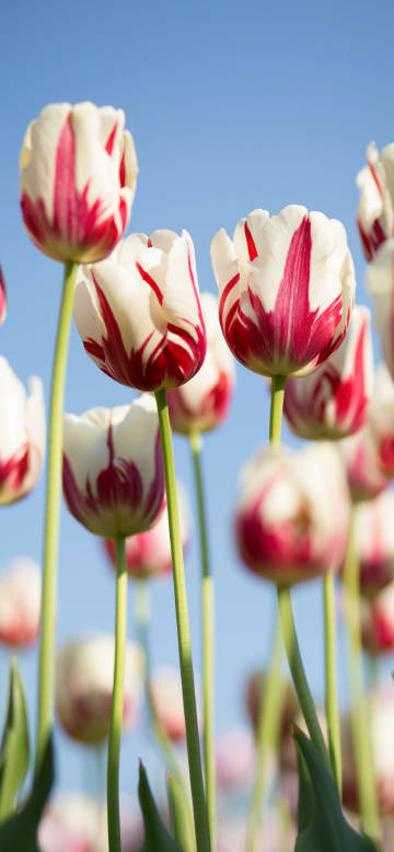 Tulips under Blue Sky
