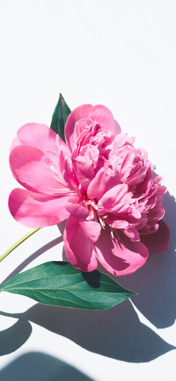 Graceful Peony Flower