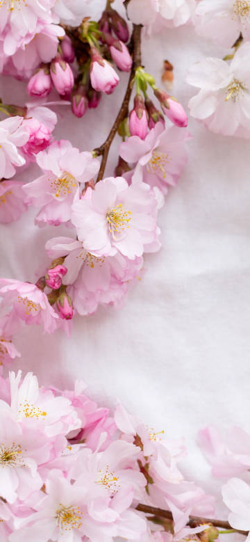 Charming cherry blossom clusters