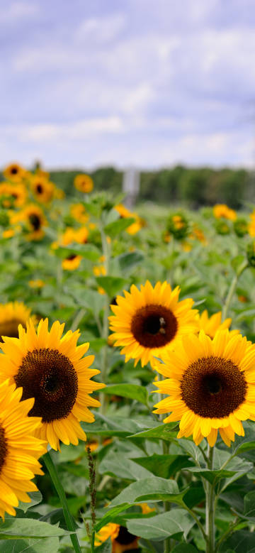 Lush Sunflower Cluster