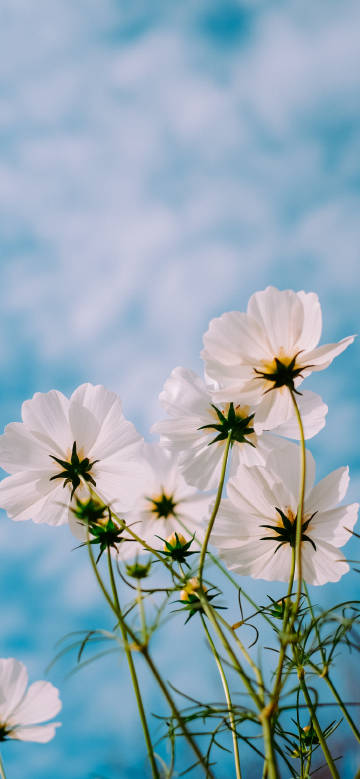 White Cosmos under Blue Sky
