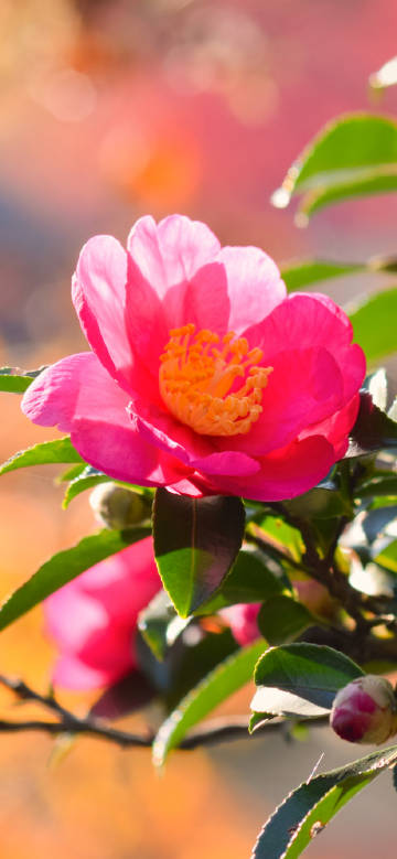 Bright full pink camellias