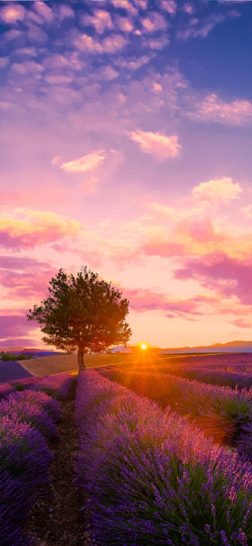 Lavender Field at Sunset
