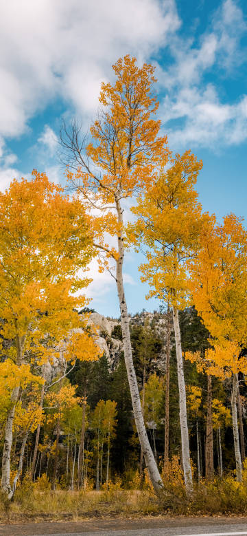 Tall and upright fall woods