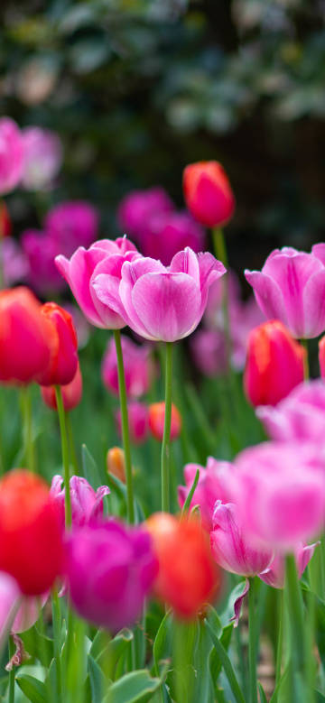 Colorful Tulip Scene