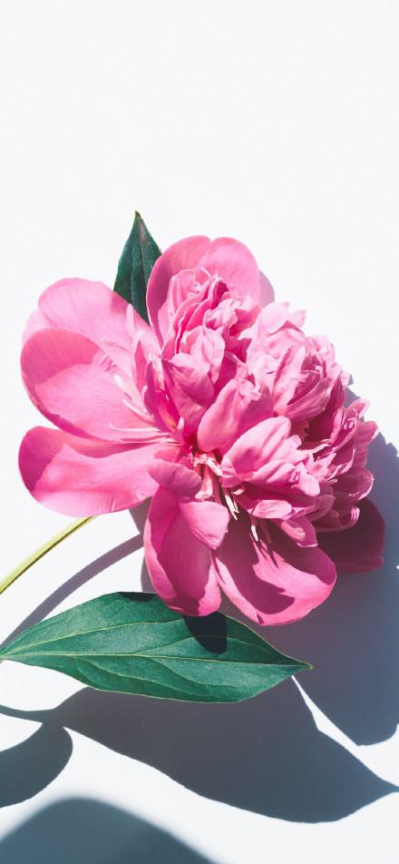 Graceful Peony Flower