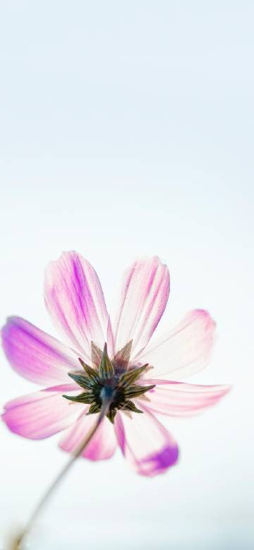 Close-up of blooming Gesang flowers