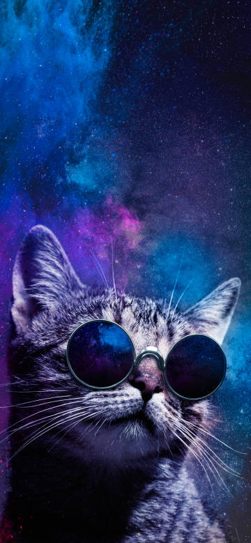 Cool Cat in the Starry Space