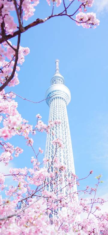 Pink cherry blossoms blooming under Tokyo Skytree.