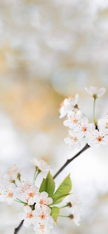 Fresh and elegant white cherry blossoms