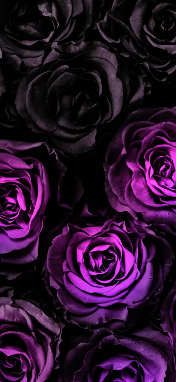 Mysterious and gorgeous black and purple rose