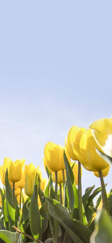 Yellow tulips blooming under blue sky