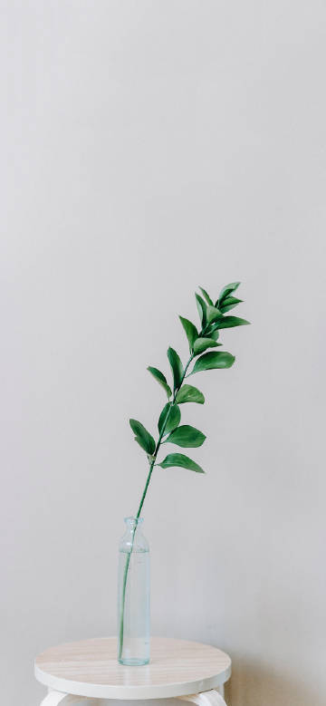 Quiet Charm of Green Branch in Bottle