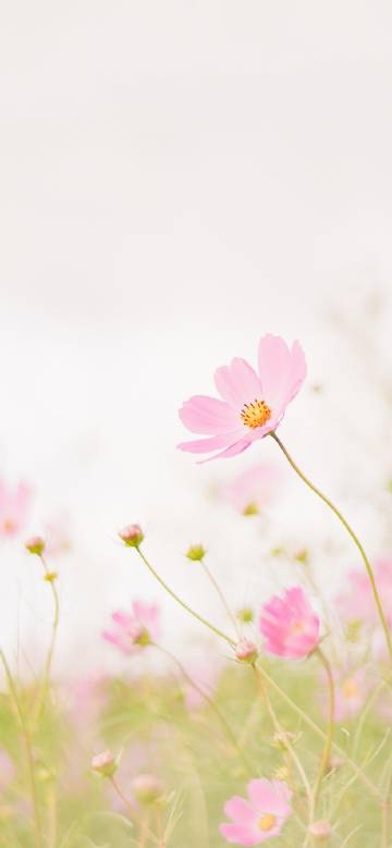 Fresh and soft pink Gesang flowers