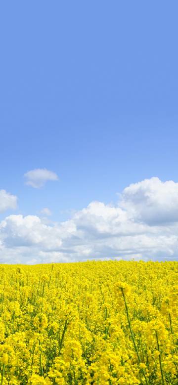 Brilliant rapeseed fields in spring