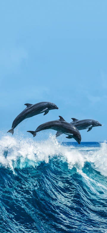 Dolphin jumping out of the sea