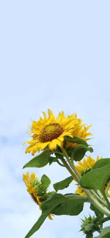 Charm of Sunflowers under Blue Sky