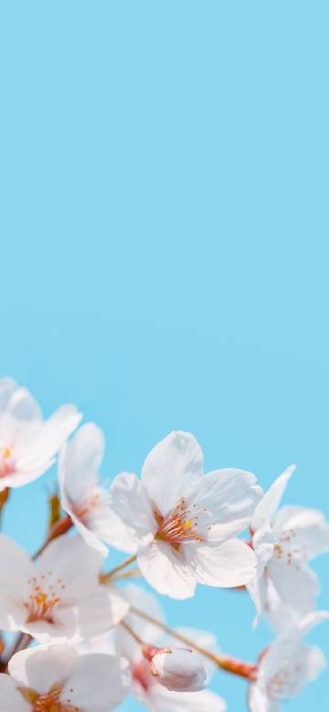 White cherry blossoms blooming in spring
