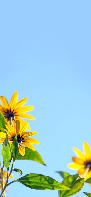 Yellow flowers blooming under clear sky