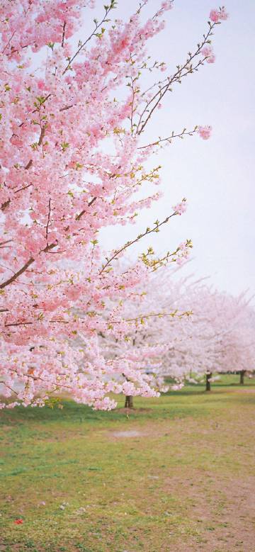 Blooming cherry trees in spring
