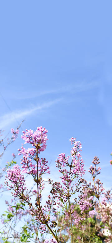Lilac lilac flowers blooming in spring