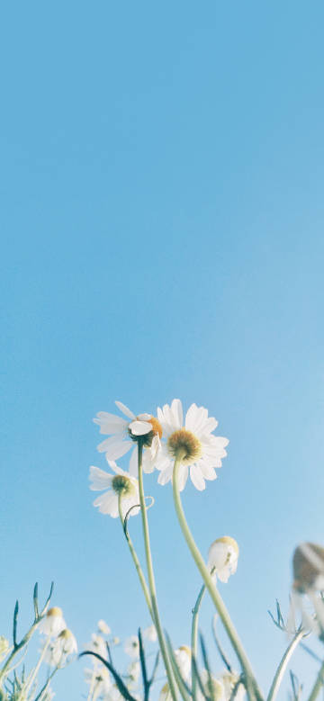 Fresh and natural white daisy flowers